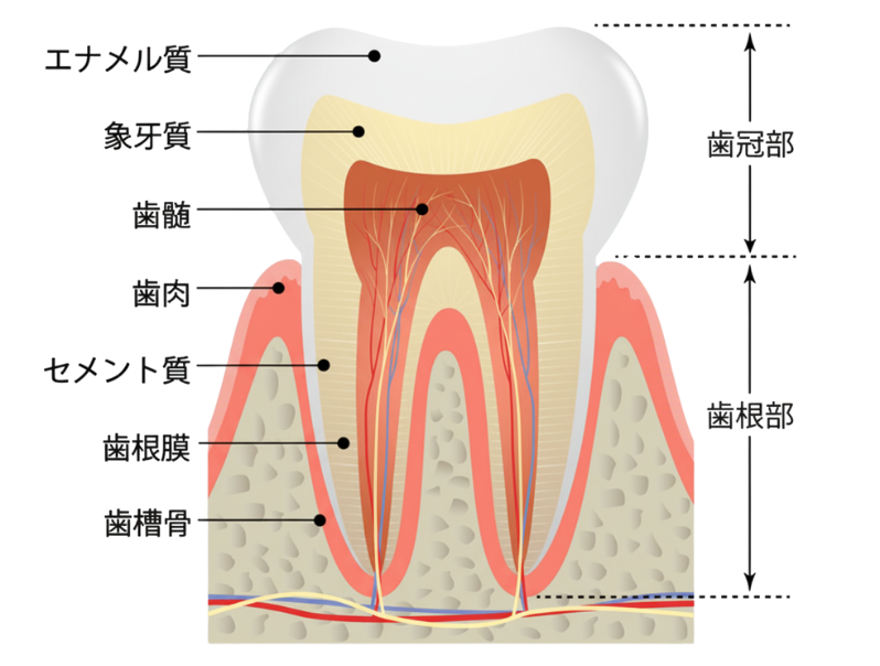 歯の断面図（エナメル質・象牙質）